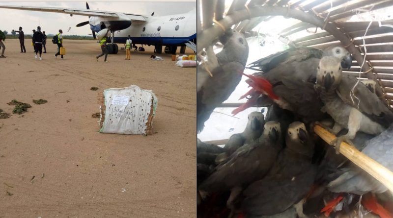 60 perroquets gris saisis à l’aéroport de Lodja dans la province du Sankuru