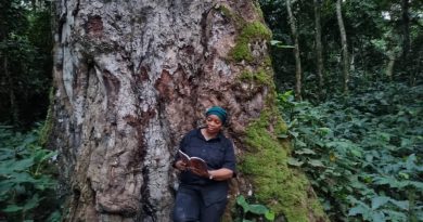 Environnement: Yangambi et son "Majestueux arbre de l'authenticité