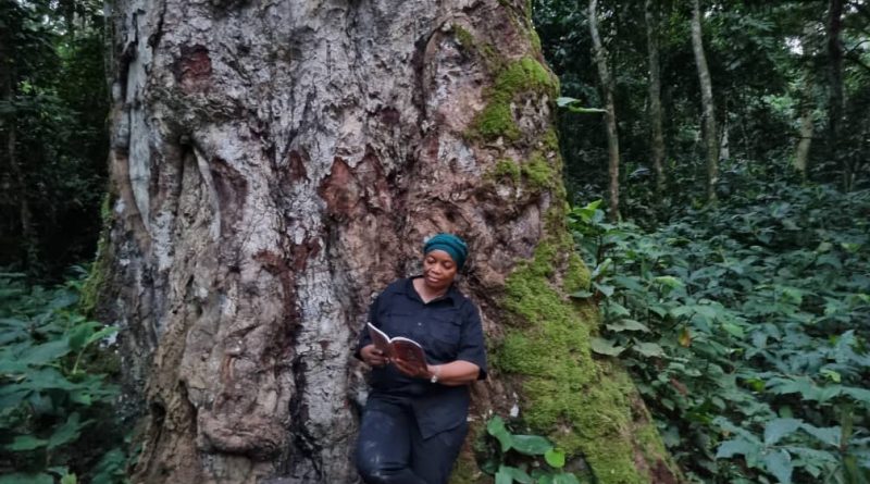 Environnement: Yangambi et son "Majestueux arbre de l'authenticité