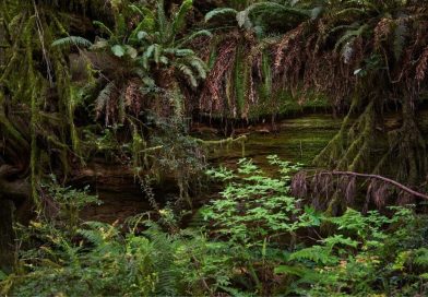 Financement raté des forêts tropicales du bassin du Congo, faut-t-il espérer en Février 2025?